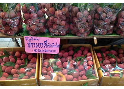 2017–05-11  泰国尖竹汶东部水果节下月登场